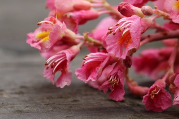 Kastanienblüte auf Holzhintergrund