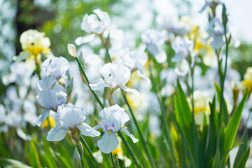 Beautiful flowers iris