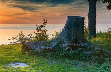 Old stub at the coastal line of the Baltic Sea