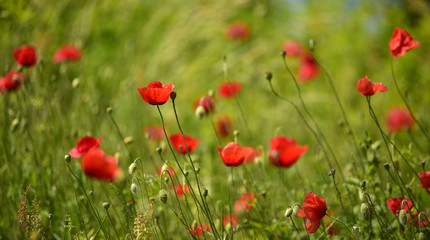 Blurred poppies abstract background