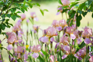 Beautiful flowers iris