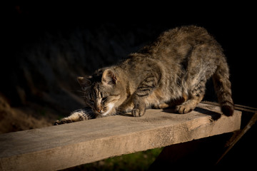 Cat stretching in warm light