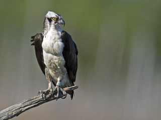 Osprey in Tree