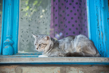 Cat sleeping on a window sill outdoor