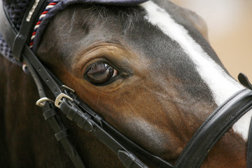 Closeup of a sport horse head with detail on the beautiful eye