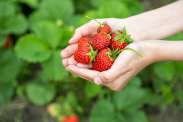 hands with fresh strawberries