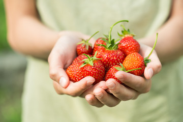 hands with fresh strawberries © Evgenia Tiplyashina