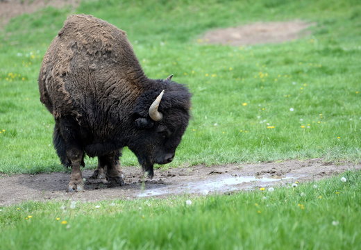 he is the boss, buffalo bull in spring light