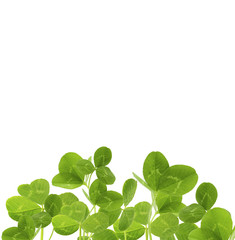Clover leaves, isolated on white
