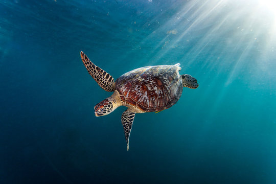 Sea turtle underwater
