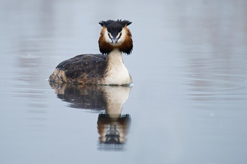 Haubentaucher (Podiceps cristatus)