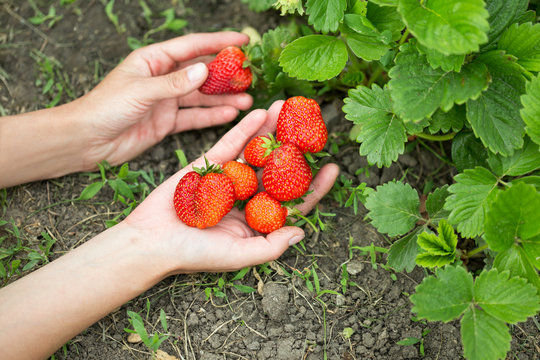 hands with fresh strawberries