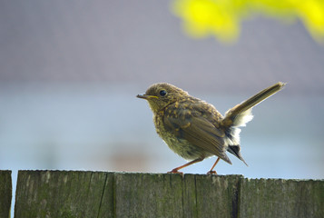Juvenile Robin sat on fence.
