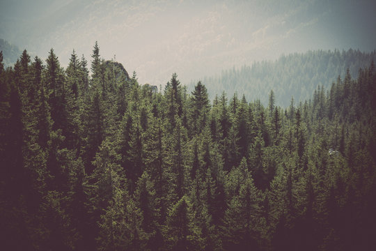 Fototapeta Forest in the mountains