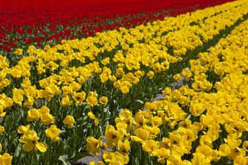 Field of tulips in the Netherlands