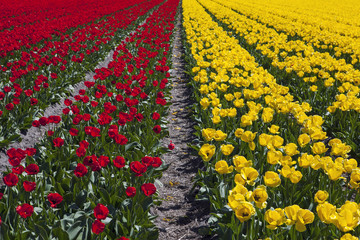 Field of tulips in the Netherlands