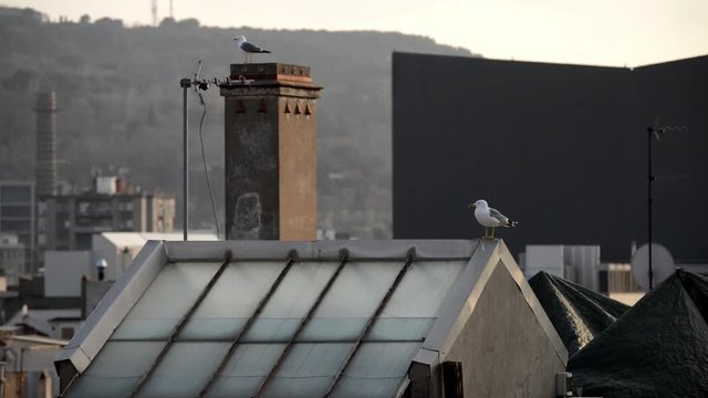 Two seagulls perching on the roof in the center of Barcelona, gothic quarter