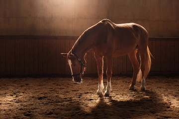 Horse on nature. Portrait of a horse, brown horse