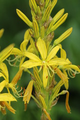 Asphodeline - Gelber Affodill
