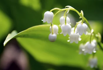 Wall murals Lily of the valley Blossoming lily of the valley in the forest. Lily-of-the-valley. Convallaria majalis.Spring background. Floral background.Selective focus.