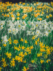 Fototapeta na wymiar Yellow and white daffodils
