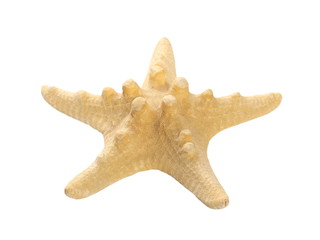 starfish isolated on white background, close up and clipping path