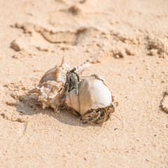 A couple of hermit crabs