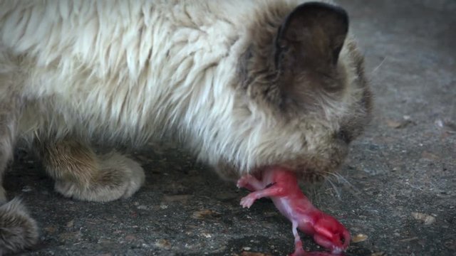 Rabid cat bites for the head of the embryo kitten