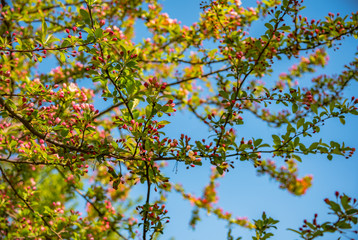 Blooming apple tree in spring time.