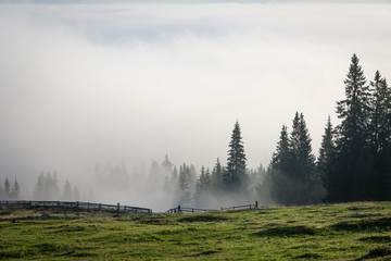 Trees on a mountain on a foggy morning - 110899263