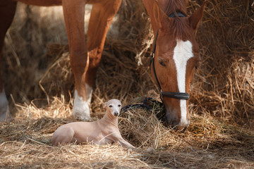 Horse on nature. Portrait of a horse, brown horse, horse stands in the paddock