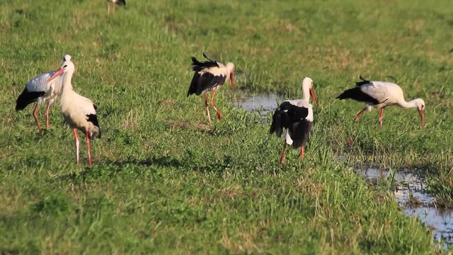 Gran colonia de cig&uuml;e&ntilde;as buscando alimento en un prado humedo
