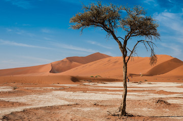 Rote Namibsand-Dünen mit Baum; Sossusvlei; Namibia