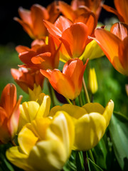 Red, orange and yellow tulips