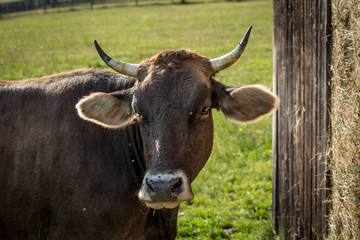 Cow grazing in a farm