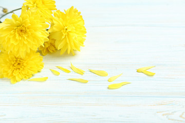 Yellow chrysanthemum flowers on a white wooden table
