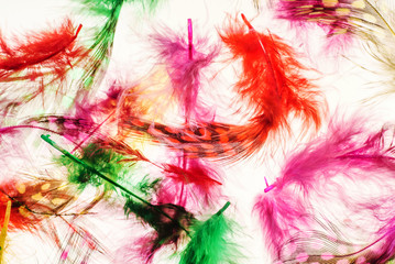 color feathers