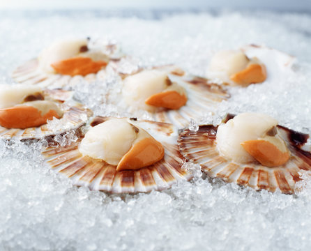 Raw queen scallops in shells on crushed ice