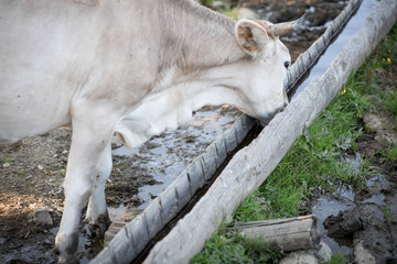 Fototapeta premium Cows drinking on a farm