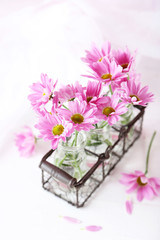 Pink chrysanthemum flowers on white wooden background