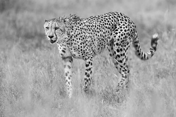 Cheetah hunting through dry grass for prey to chase