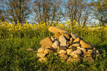 Steinhaufen vor einem blühenden Rapsfeld im Frühling
