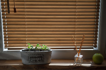Herbs in plant pots growing on a windowsill
