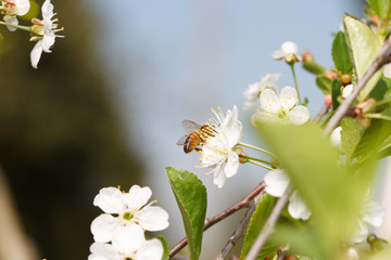 bee on a white blossoms