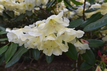 Rhododendron Barbara Hardgrove
