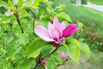 Single Magnolia with soft focus background