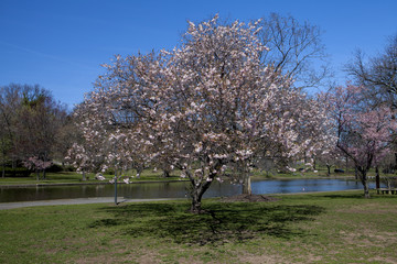 Cherry Blossom
