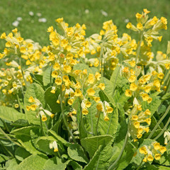 Schlüsselblumen, Himmelschlüssel, Primula veris