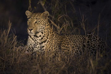 Leopard lay down in darkness to rest and relax