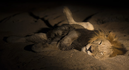 Lion male with huge mane lay to rest on sand in darkness